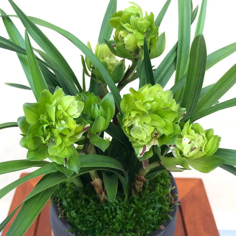 超香正宗兰花兰草花绿植苗春兰九仙牡丹浓香型室内盆栽正品保证