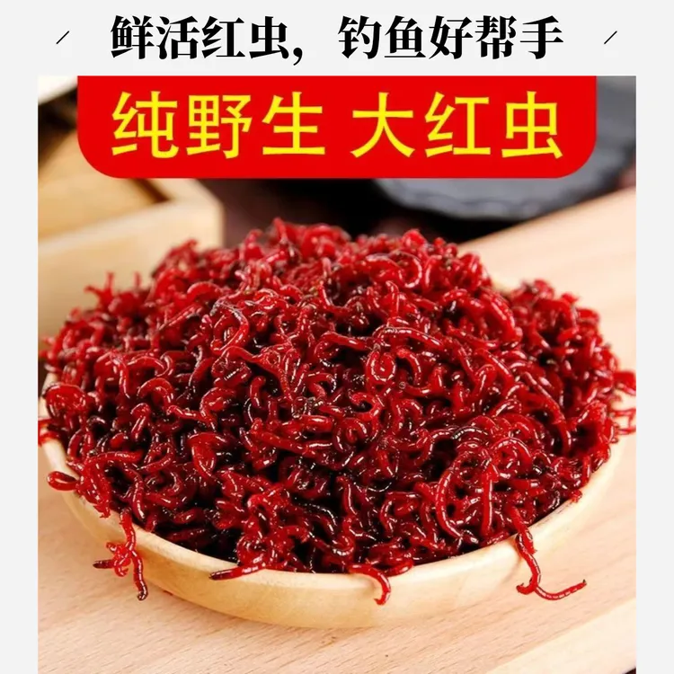 红虫活饵特大号鲜活红虫活饵黑坑野钓拉饵上鱼神器冬钓必备