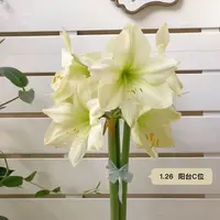 现货 进口单瓣朱顶红【柠檬之星】 艺晓花卉1颗包邮