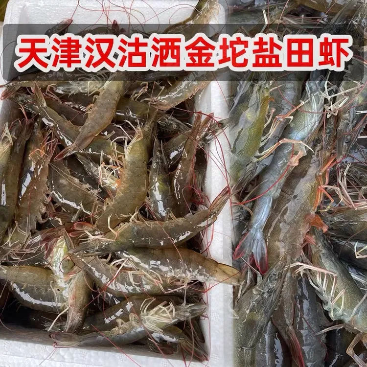 汉沽洒金坨盐汪子虾5-10斤