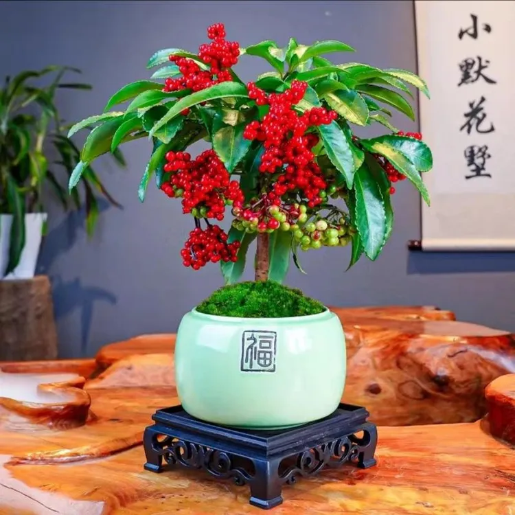 【新品】高颜值好养的花耐寒富贵子花卉室内植物富贵籽盆栽四季常