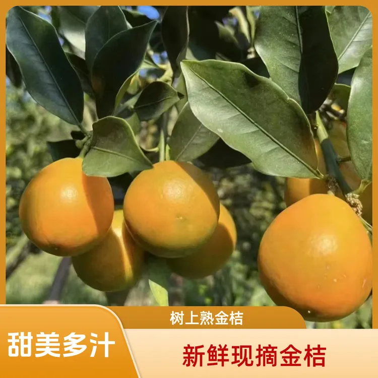 【高性价比心想事橙礼盒】融安脆蜜金桔脆甜多汁皮薄无籽现摘现发