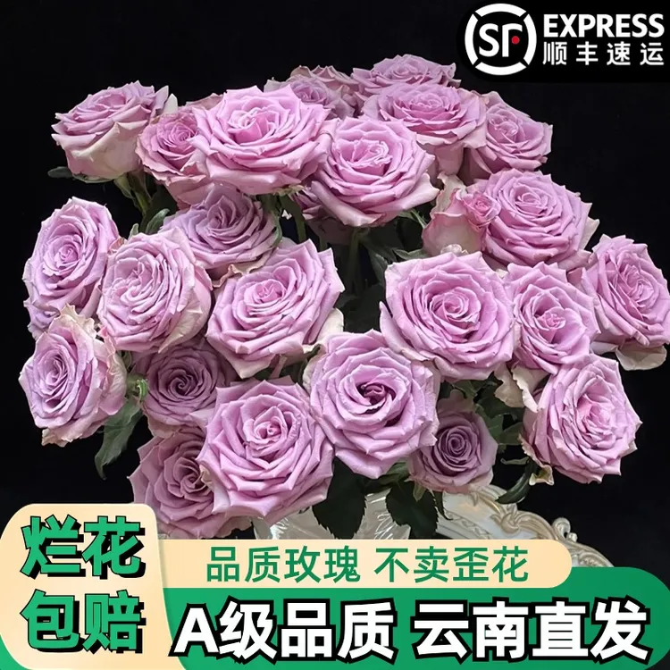 A【紫霞仙子】紫色玫瑰鲜花朵插花束鲜切花卉云南基地「耐养】顺丰