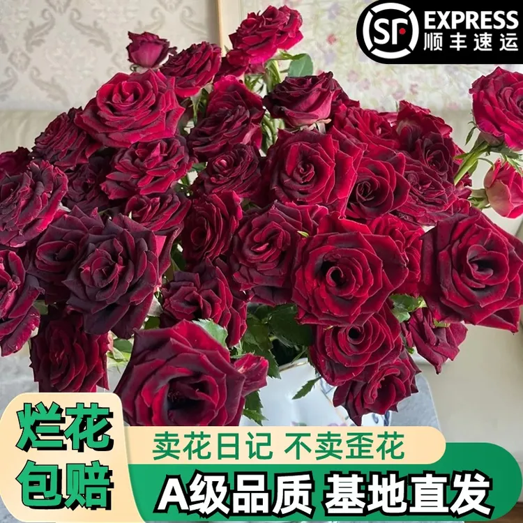 A【紫罗兰】头玫瑰瑰鲜花朵插花束鲜切花卉云南基地「丝绒感】顺丰
