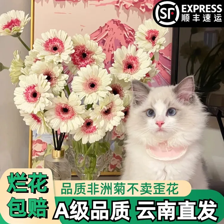 A级【58款非洲菊】多色系非洲菊花鲜花朵插花束鲜切花卉云南「顺丰」