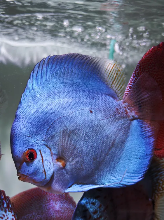 【成交补价】热带观赏七彩神仙鱼精品水族饲养活体成交补价专用