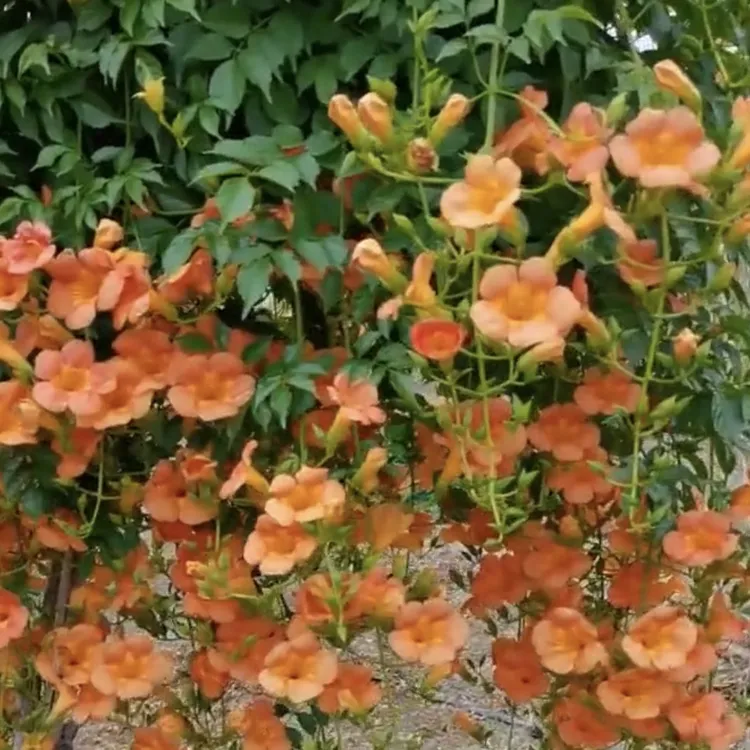 倒挂金钟中华凌霄.耐寒耐热四季爬藤庭院植物多花台庭院攀援