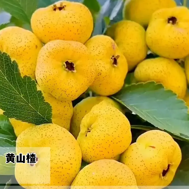 正宗嫁接黄果山楂树苗南北方种植黄山楂树盆栽地栽3年苗【买1送2】
