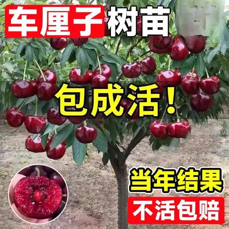7年苗买一送一】车厘子树苗樱桃树苗南北方种植特大果树苗当年结果