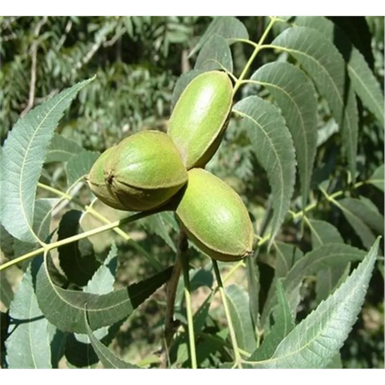 3年苗【买1送2】新品种碧根果树苗嫁接核桃苗盆栽地栽南北方种