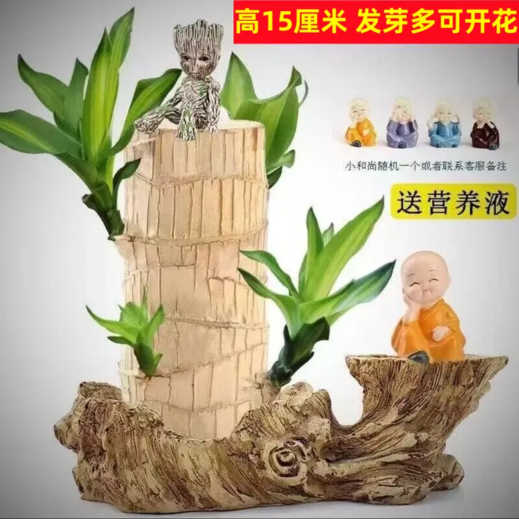 【大号巴西木】巴西木格鲁特水培室内好养阳台摆件四季常青盆栽绿植