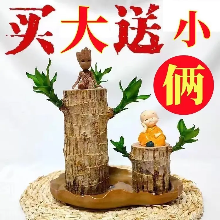 【买一送一】巴西木格鲁特开花水培植物好养四季常青办公桌摆件绿植