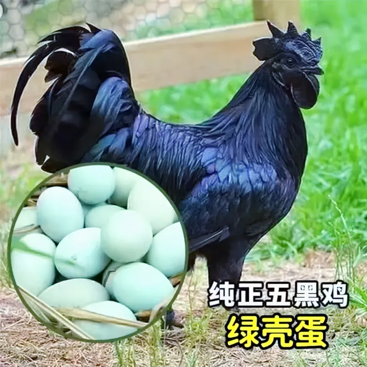 五黑鸡-整鸡包邮散养绿壳蛋鸡 鸡肉新鲜嫩滑美味顺丰快递发货