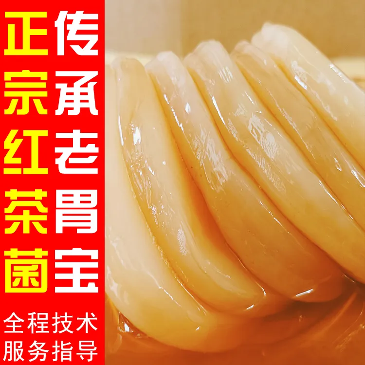 正宗红茶菌菌种海宝胃宝醋蛾子康普茶技术指导 包活配说明书700g
