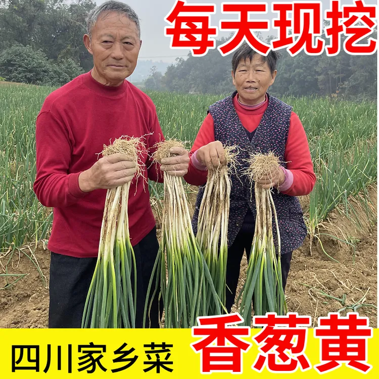 【香葱黄】四川葱黄香葱黄大葱小葱现挖现发盐帮菜调料1斤8斤