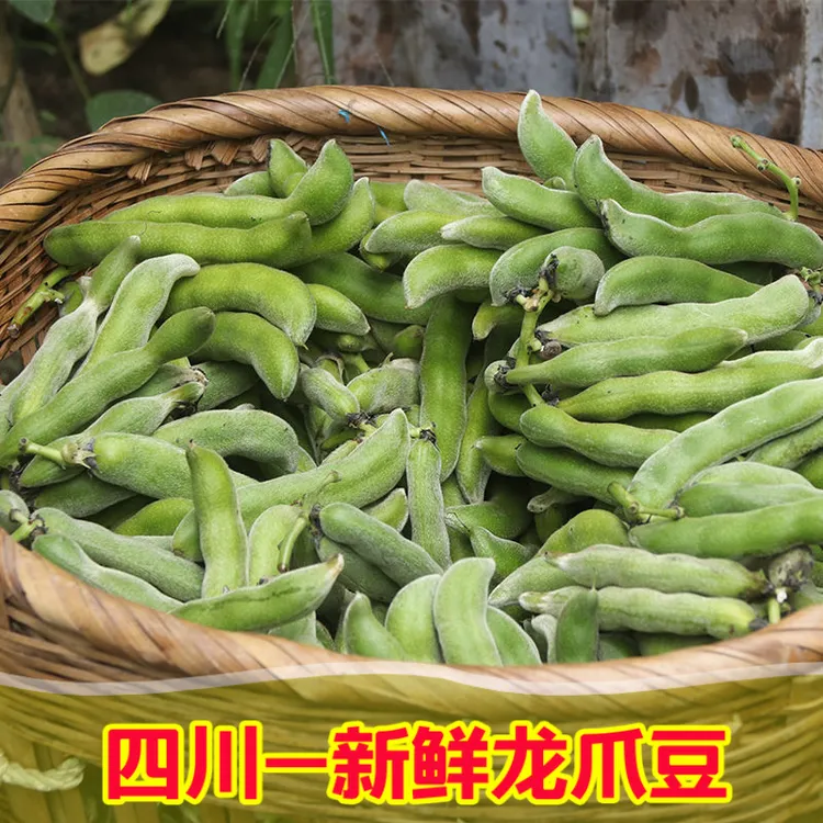 【现摘狗儿豆】四川狗儿豆龙爪豆猫猫豆老虎豆毛豆当天新鲜现摘批发