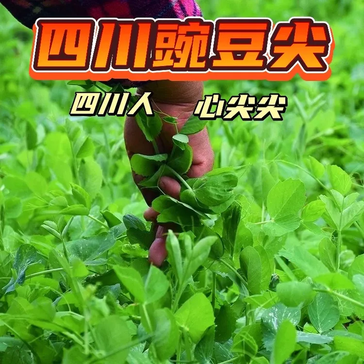 现摘现发豌豆尖现摘新鲜豆苗蔬菜火锅食材配菜农家自种批发蔬菜商品图