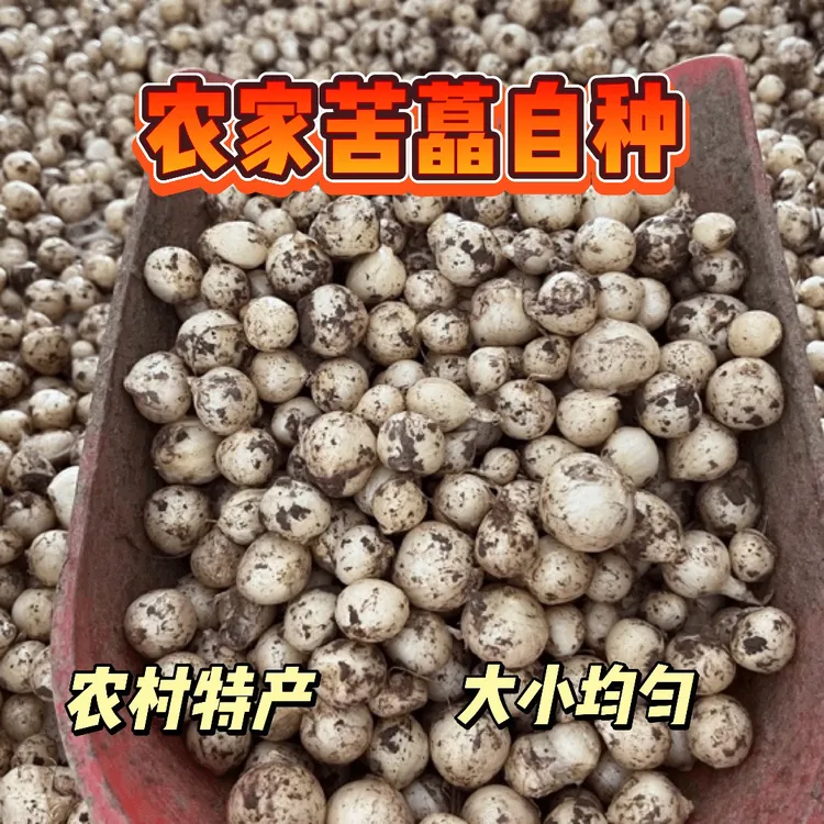 新鲜苦藠正宗小根蒜团葱苦芥苦叫小蒜头四川茭头野葱头薤白