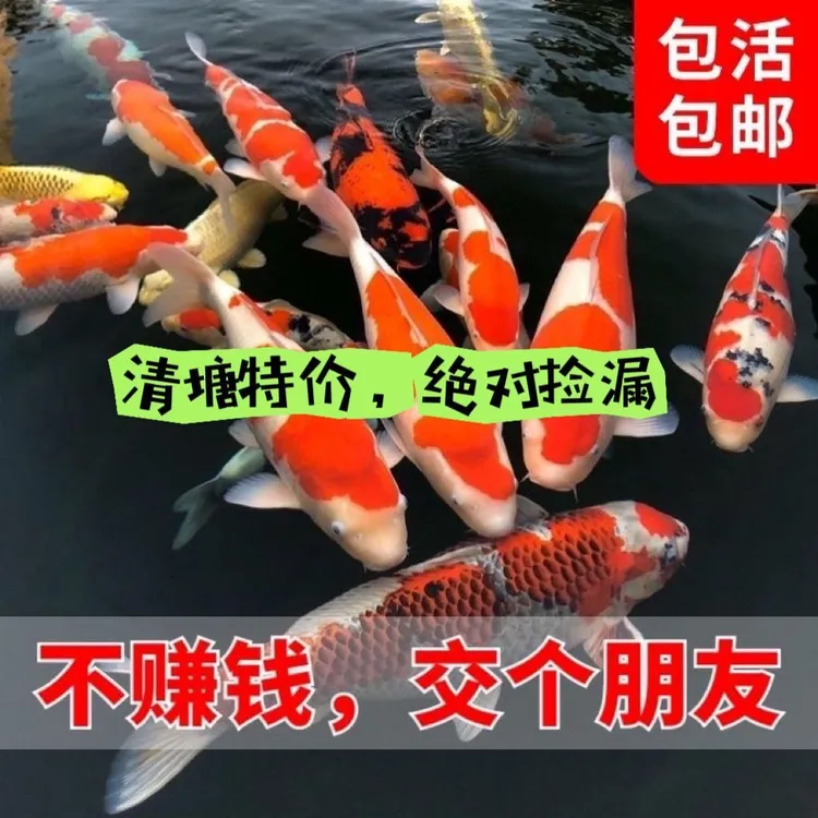 9条日系精品纯种锦鲤池观赏鱼红白大正三色大尺寸花色鱼好养耐活