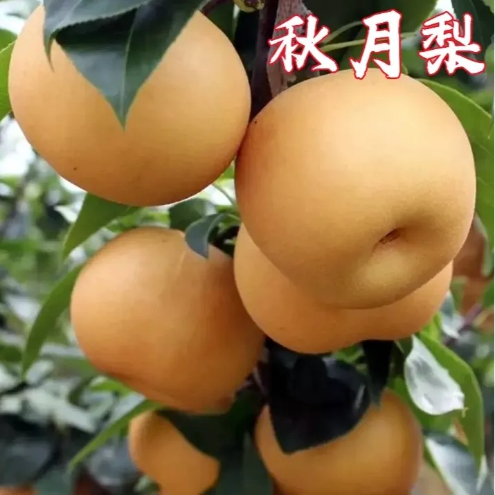 正宗秋月梨树苗包邮！ 南北方种植 盆栽地栽阳台庭院果树苗