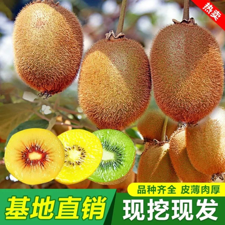 买1送1猕猴桃树苗 南北方种植盆栽地栽 基地现挖现发果树