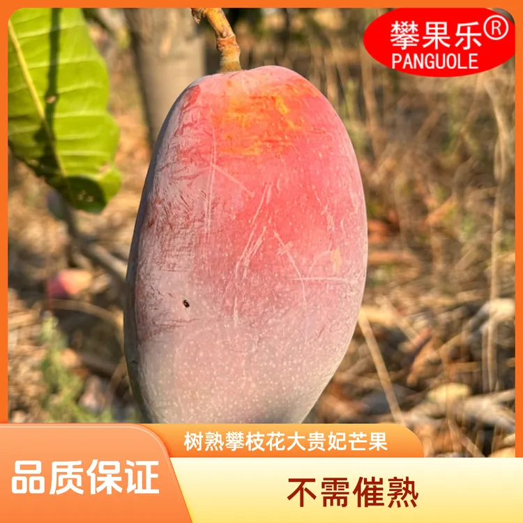 攀枝花大贵妃芒果