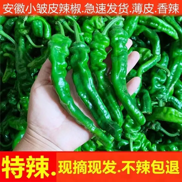 会龙辣椒青辣椒新鲜小邹皮辣椒特辣【3斤5斤】现摘现发包邮邹皮椒