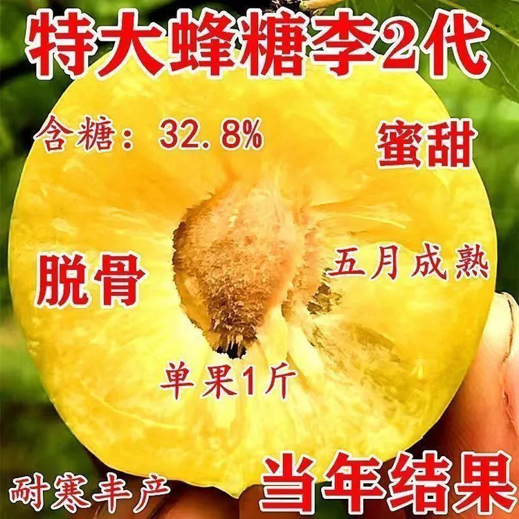 正宗特大蜂糖李子树苗嫁接新品超甜南方北方种植盆栽地栽当年结果