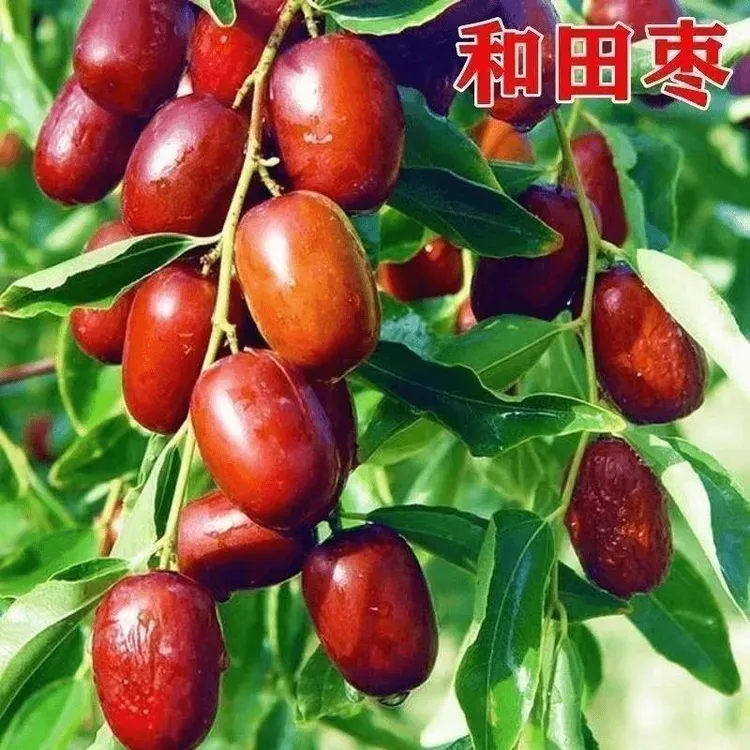 嫁接枣树苗 新疆和田大红枣子苗 自然干果大和田玉枣树苗盆栽地栽