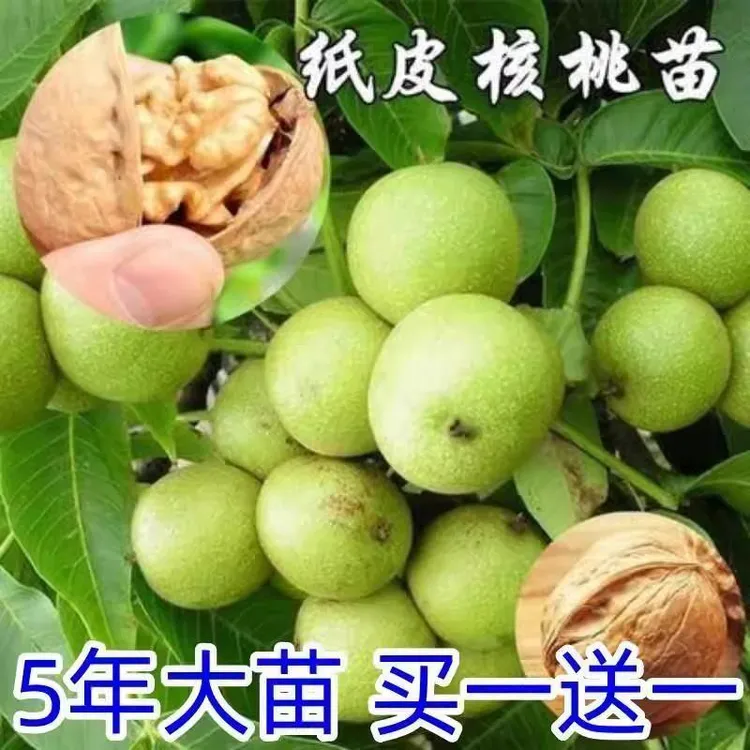 核桃树果苗8518特大薄纸皮核桃树苗当年结果南方北方种植果树苗