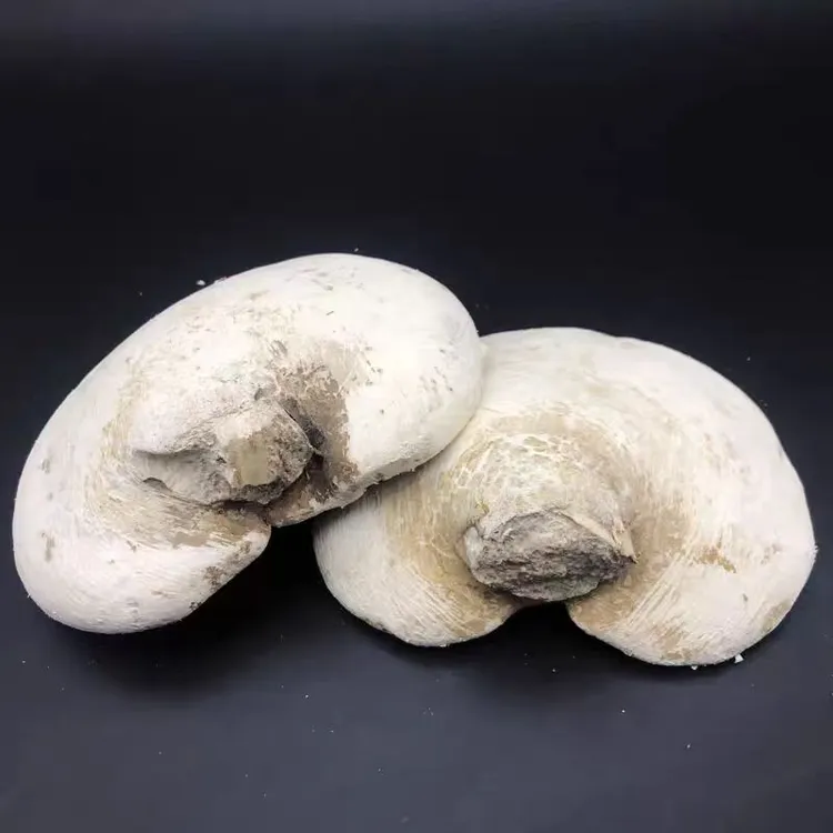 长白山野生白灵芝