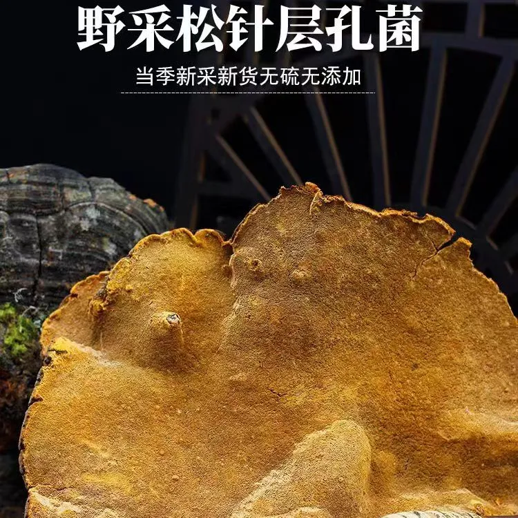 西藏野生松针层孔菌.整枝.切块