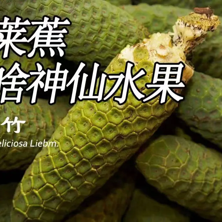 顺丰空运龟背竹果实蓬莱蕉400~450克 菠萝草莓释迦菠萝蜜百香果