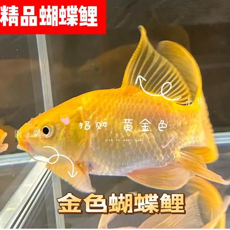 招财黄金蝴蝶鲤 金色蝴蝶鲤 渔场直发小型观赏鱼包邮包活短身普身