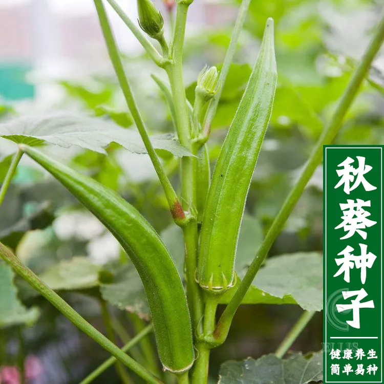 K黄秋葵种子种籽苗高产水果四季盆栽红蔬菜孑菜种带土秧菜籽种植