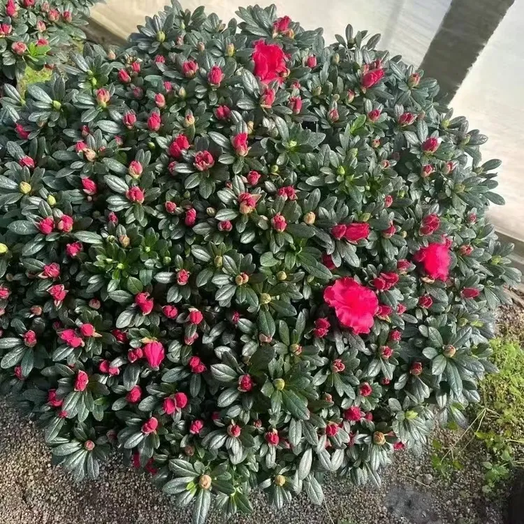 杜鹃花苞盆栽老桩开花室内外阳台易活植物花卉绿植杜鹃花四季开花