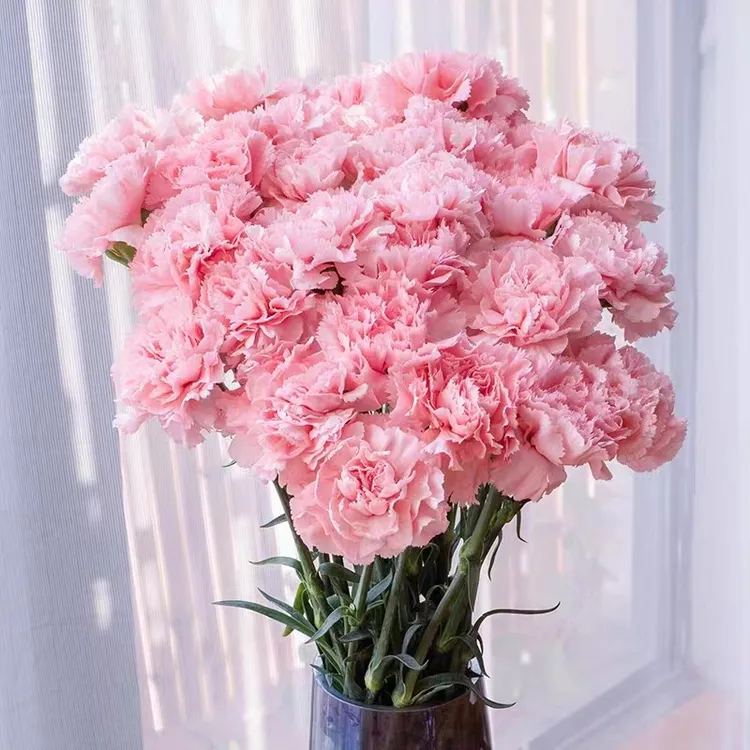 【云南鲜花】云南鲜花单头康乃馨鲜花家用水养插花云南基地直发