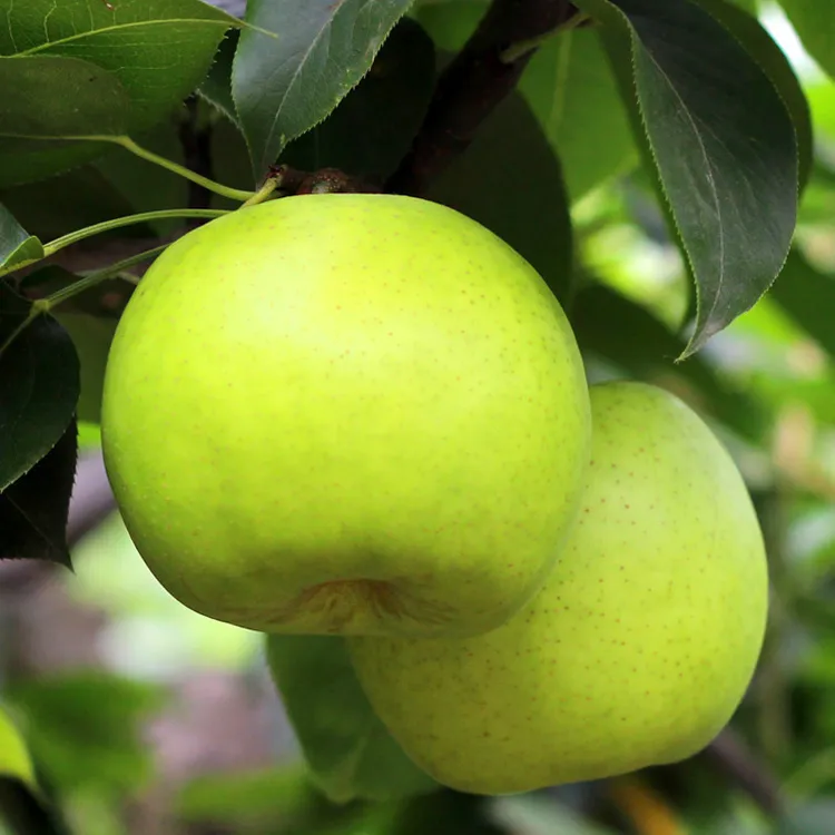 【现摘】砀山青皮蜜梨子新鲜水果翠玉9斤皇冠苹果梨当季水果5斤1斤
