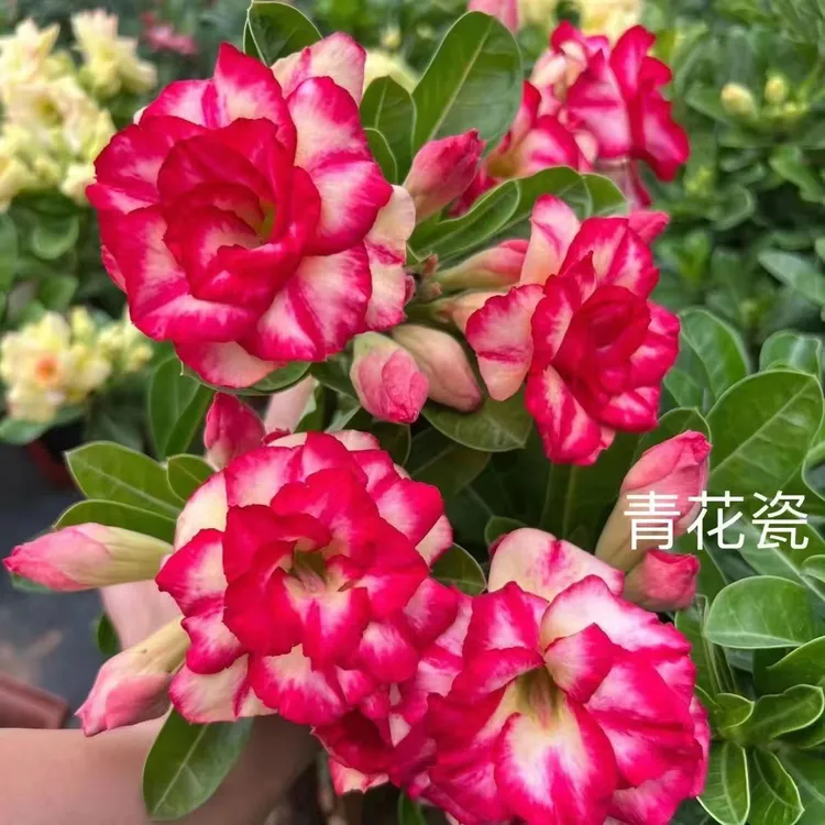 沙漠玫瑰基地直发喜阳耐旱懒人养花39