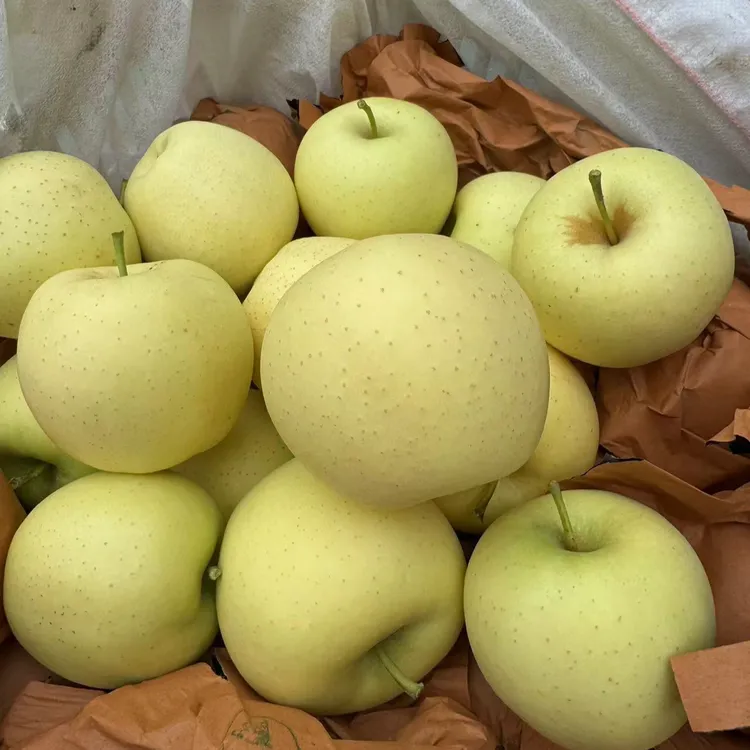 山西老树套袋黄元帅苹果酸甜可口果肉微面果农直发新鲜水果