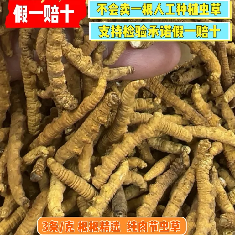 【西藏那曲天然大断草】30根约10克(不卖人工种植虫草)