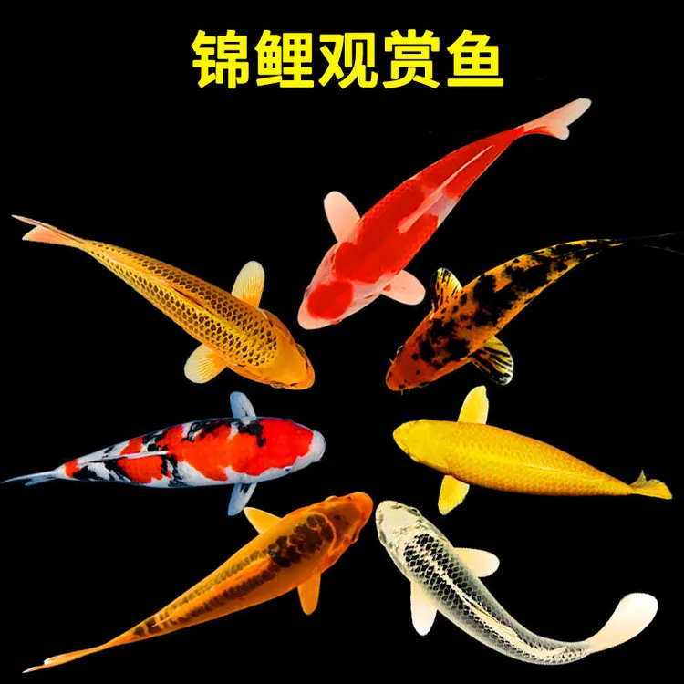 混搭10-13厘米自由组合锦鲤观赏鱼活鱼淡水鱼黄金红白三色锦鲤鱼