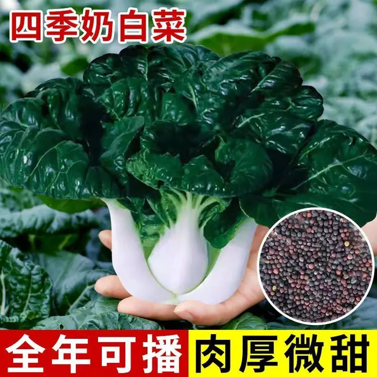 四季播奶油白菜种子脆甜黑叶矮脚奶白菜种籽小白菜蔬菜种子