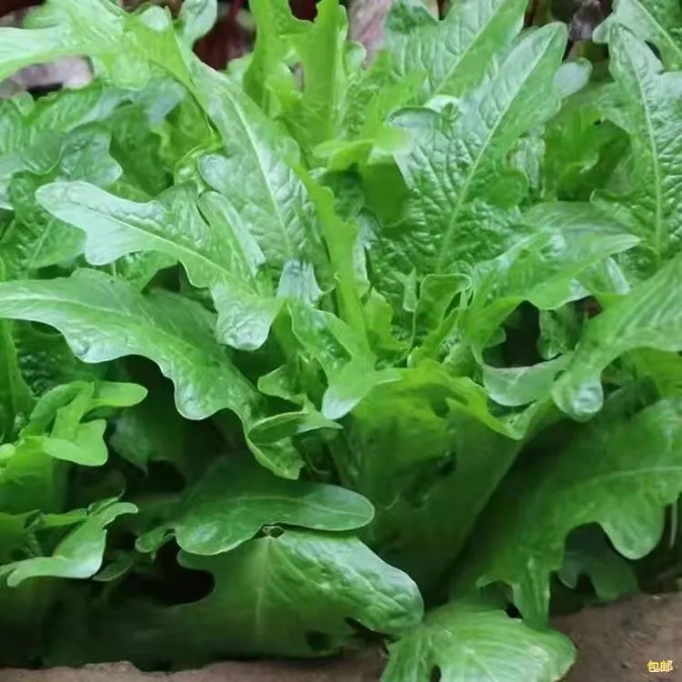 四季开叉油麦菜种子清香油麦菜种子甜脆油麦菜种子冰菜蔬菜种子
