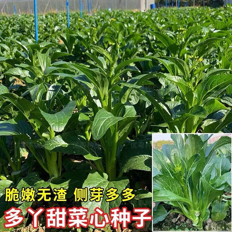 多芽菜心种子广东甜菜心耐热四季青菜种籽农家庭院阳台蔬菜种孑籽