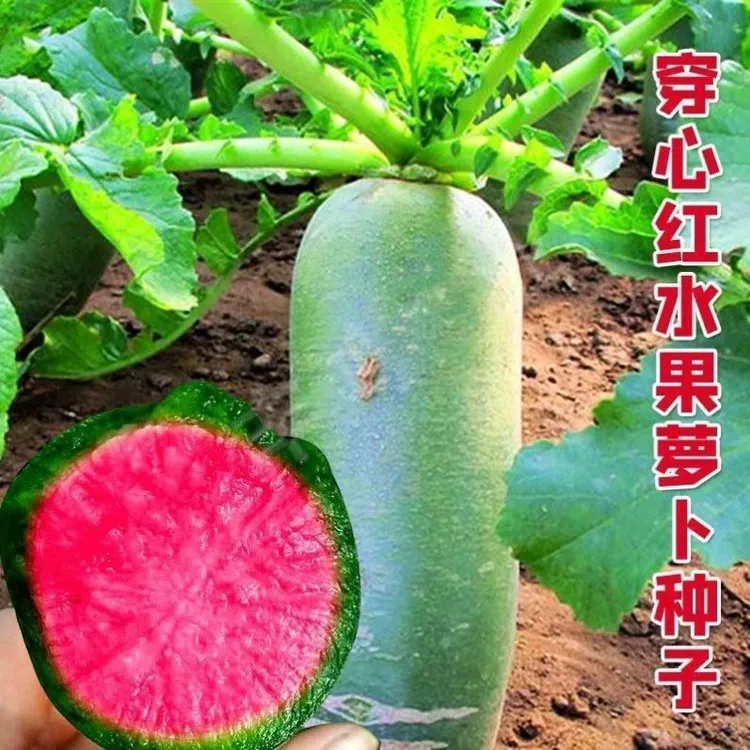 穿心红水果萝卜种子生吃甜脆青皮红瓤心里美萝卜籽种孑春秋四季播