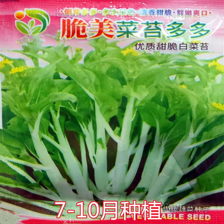 菜苔多多甜脆白菜苔种子耐热夏秋播优质白菜苔种子阳台盆栽菜园种
