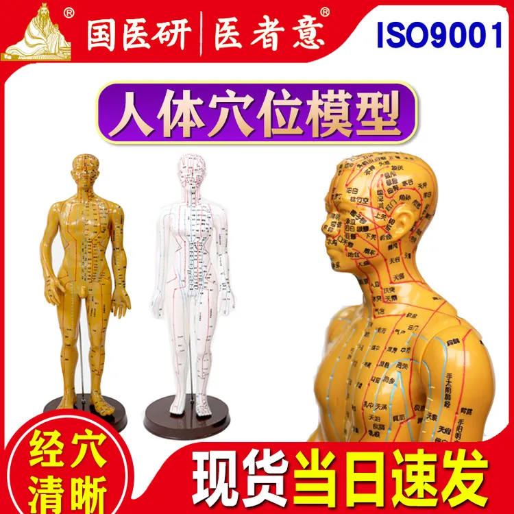 医者意中医针灸人体穴位模型高清晰全身十二经络教学男女模国医研