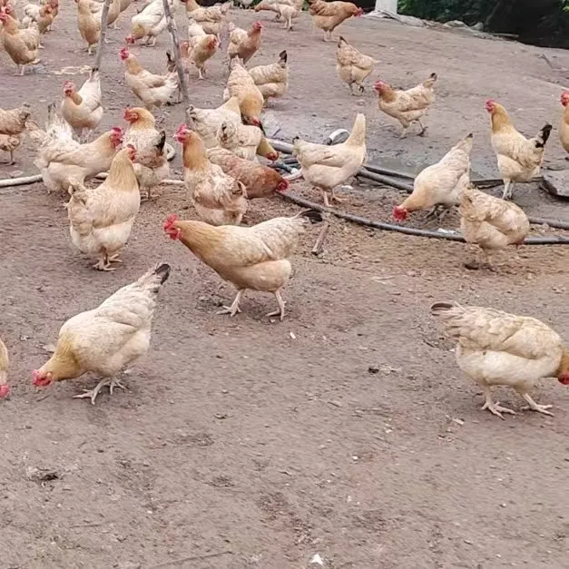 正宗大山散养黄油跑山鸡