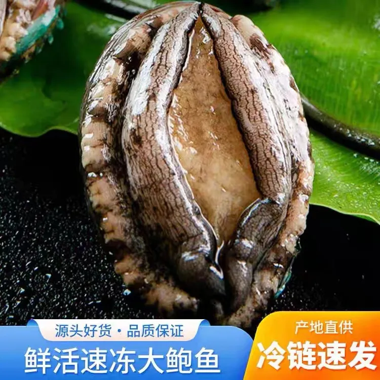 尘中仙速冻大鲍鱼12头鲍5.5-6cm鲜活捕捞新鲜速冻锁鲜海鲜水产